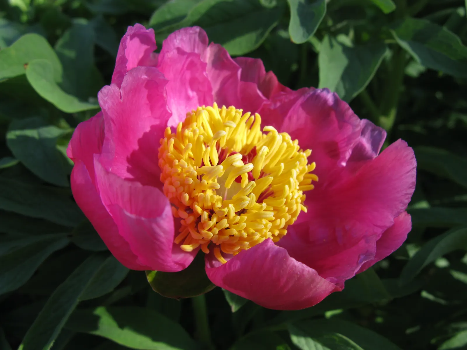 Common Peony (Paeonia Officinalis) — or as a standout specimen