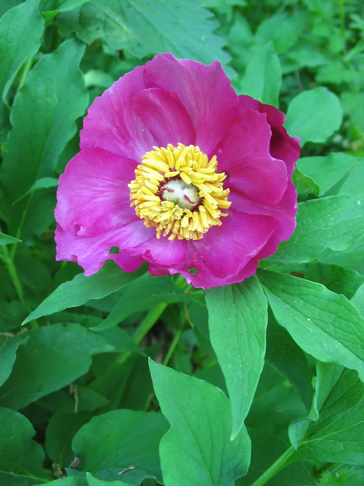 Common Peony (Paeonia Officinalis) — the Common Peony requires minimal attention once established; and filling the air with a sweet