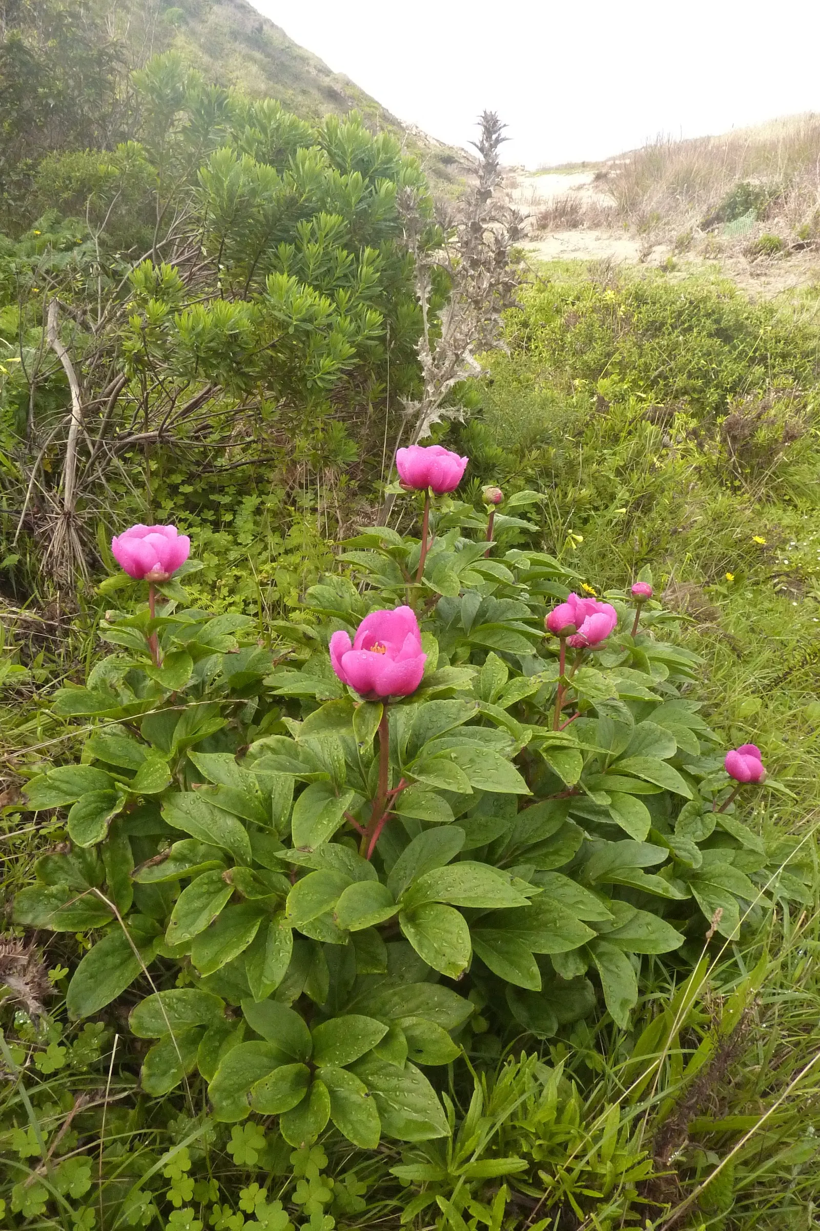 Common Peony (Paeonia Officinalis) — lush blooms up to 6 inches across in late spring; opulent flowers that range in color from deep red to blush pink