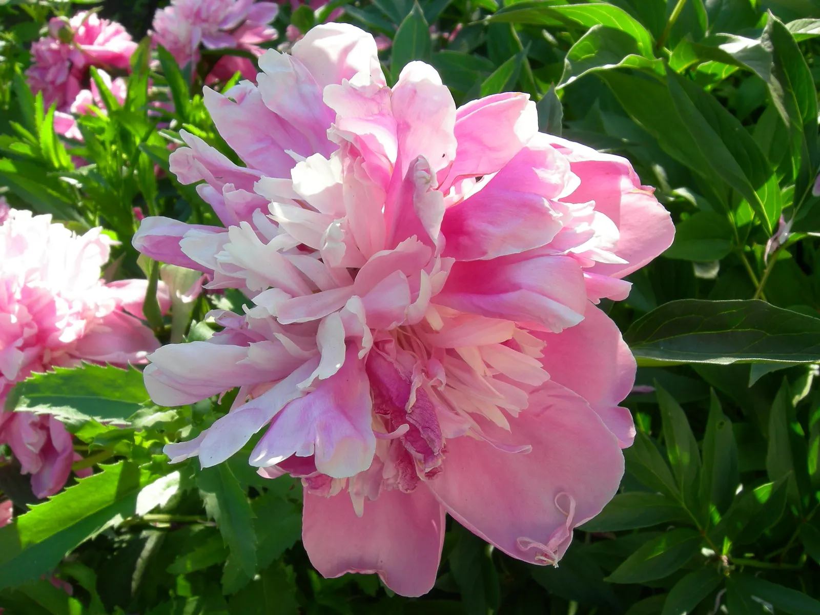 Common Peony (Paeonia Officinalis) — blossoming in late spring to early summer; reducing the risk of fungal diseases.<br><br>In terms of maintenance