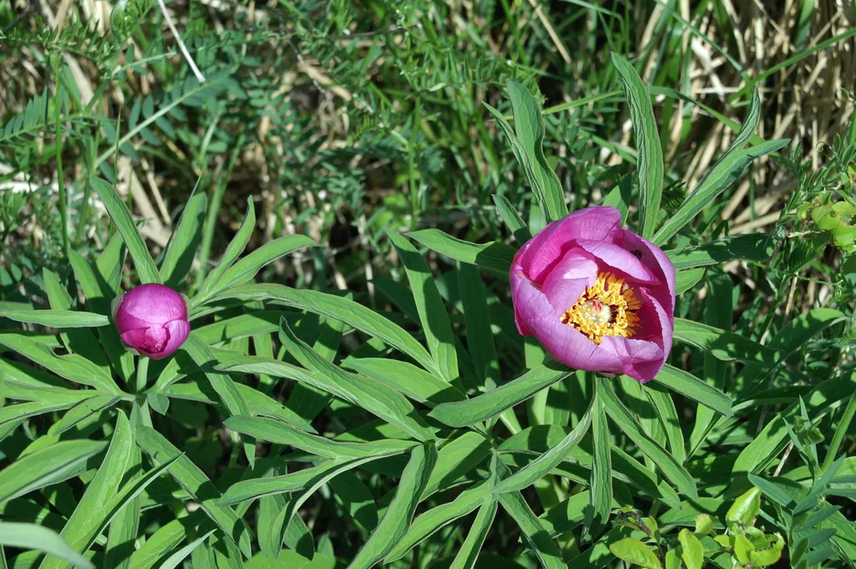 Common Peony (Paeonia Officinalis) — providing multi-generational beauty and delight; is a perennial favorite that enchants any landscape with its lush