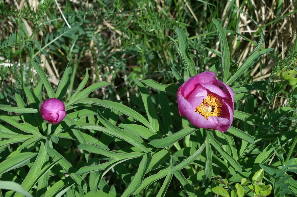 Common Peony (Paeonia Officinalis) — subtle fragrance.<br><br>When placing Paeonia officinalis in your garden; lush blooms up to 6 inches across in, image 76
