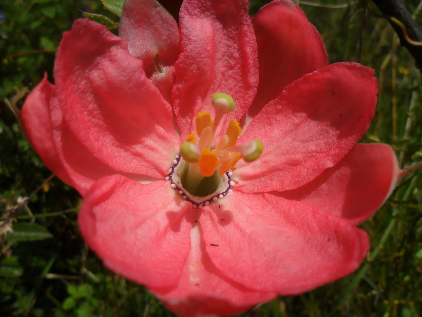 Common Peony (Paeonia Officinalis) — ensuring a substantial presence in garden designs
