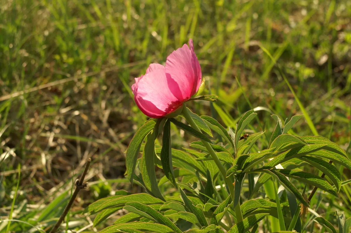 Common Peony (Paeonia Officinalis) — is a perennial favorite that enchants any landscape with its lush; choose a sunny to a partially shaded site, image 69