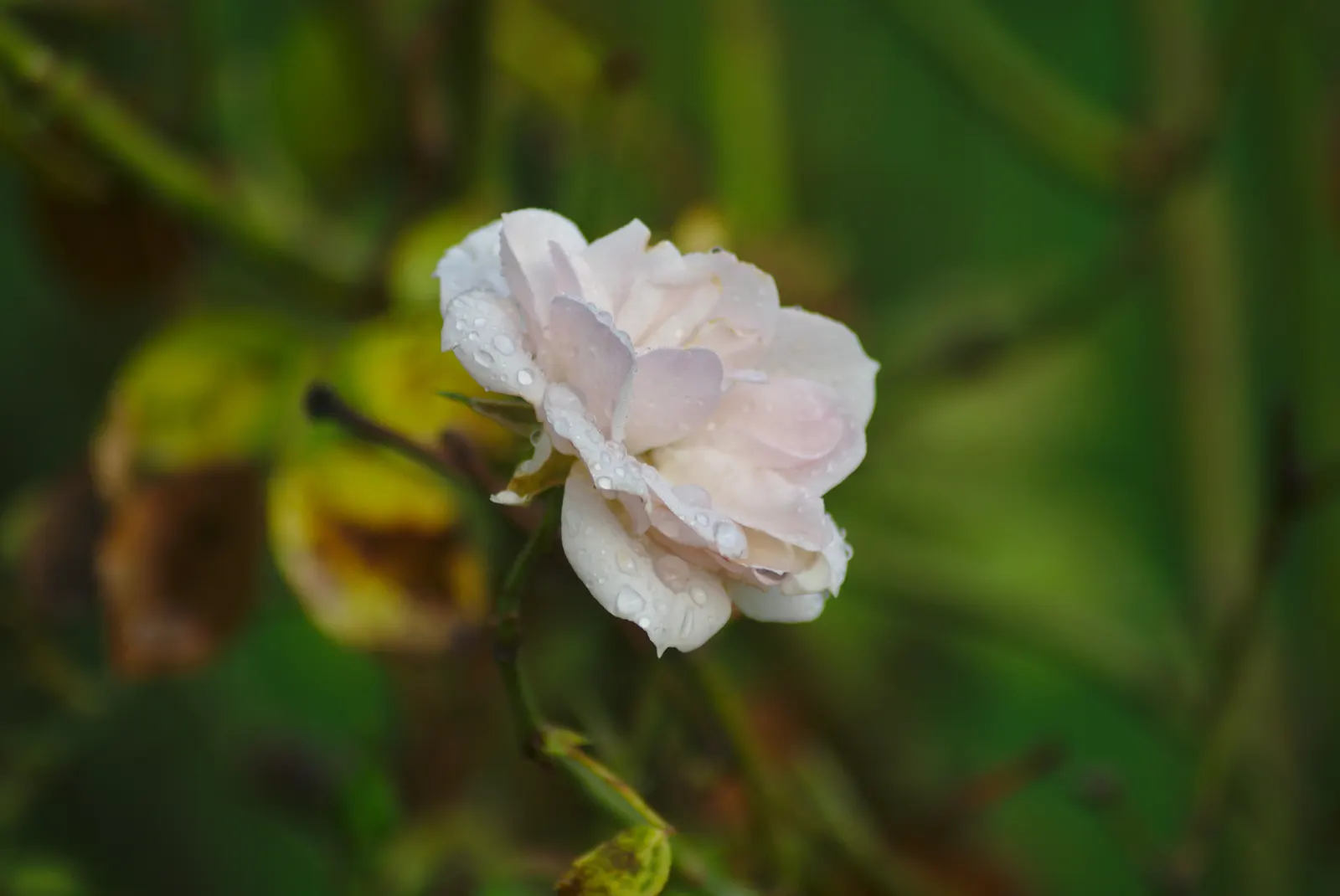 Common Peony (Paeonia Officinalis) — perennial with pink and red blooms