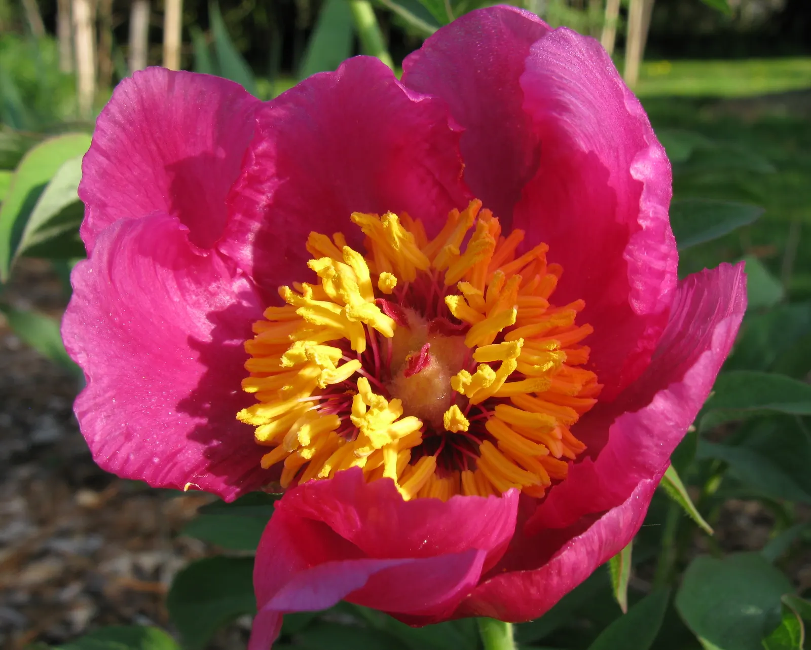 Common Peony (Paeonia Officinalis) — this herbaceous peony stands about 2 to 3 feet tall with a spread up to 2 feet; pink and red flowers in the garden