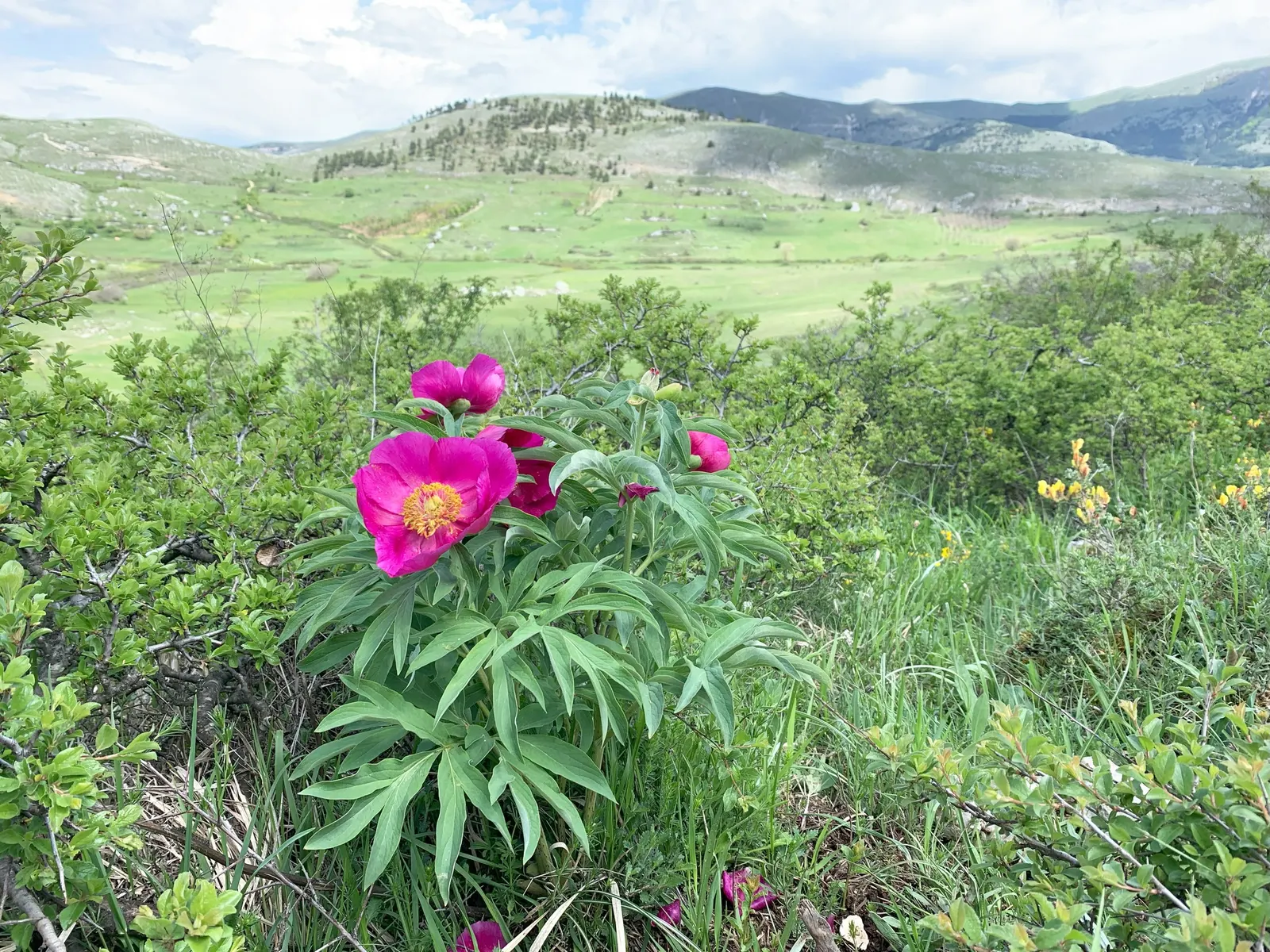 Common Peony (Paeonia Officinalis) — Paeonia officinalis is an exquisite choice for borders; this herbaceous perennial reaches 2-3 feet in height and spread