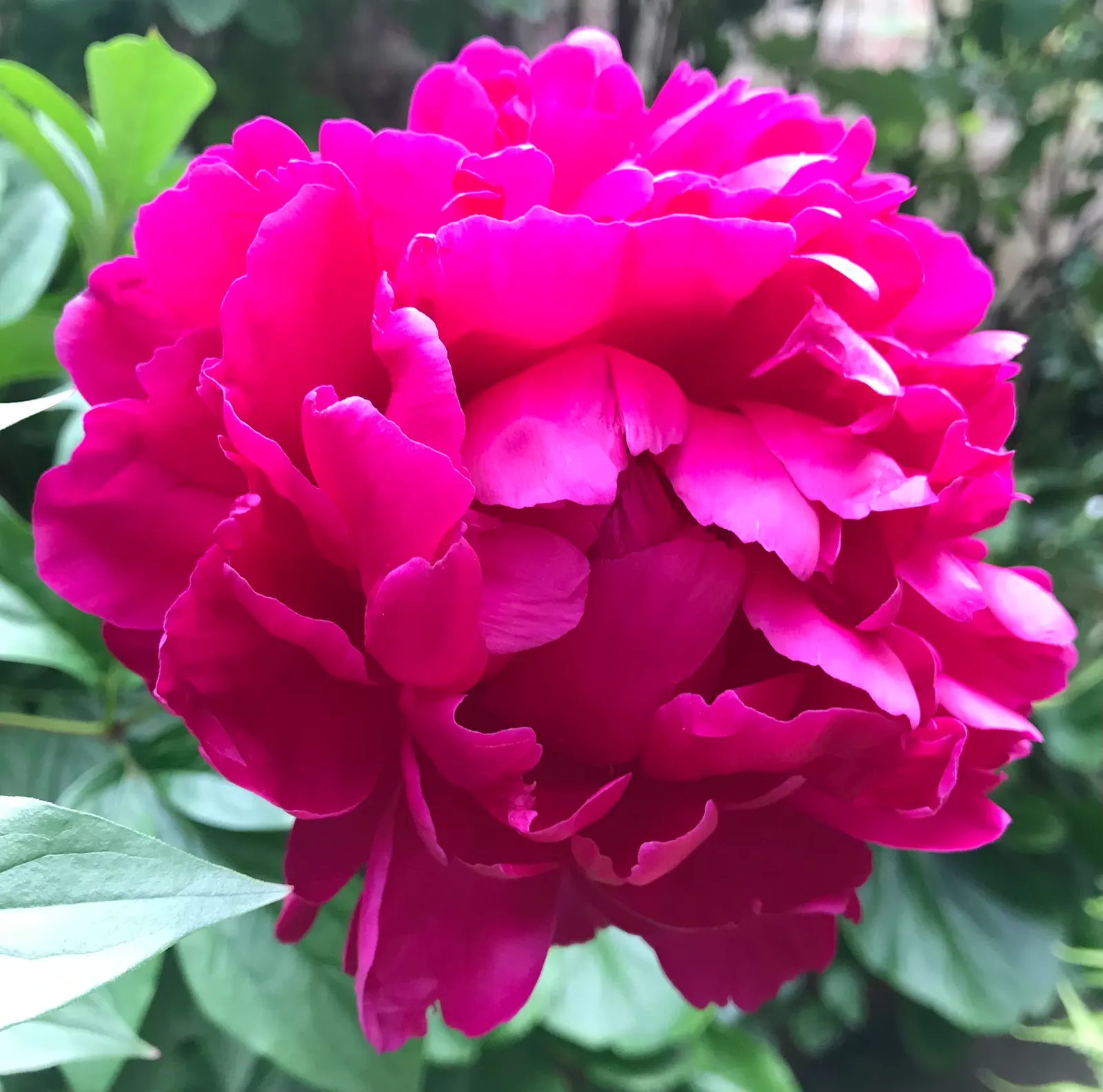 Common Peony (Paeonia Officinalis) — lush blooms up to 6 inches across in late spring; opulent flowers that range in color from deep red to blush, image 64