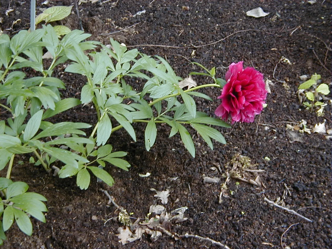 Common Peony (Paeonia Officinalis) — often thriving for decades