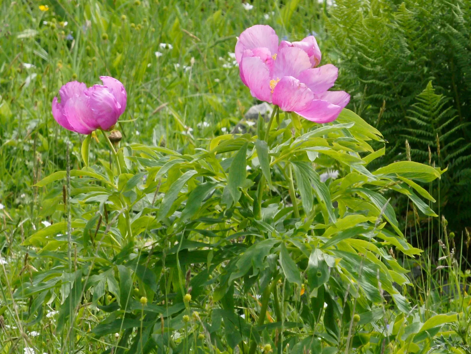 Common Peony (Paeonia Officinalis) — Ideal for borders and as a focal point in traditional garden designs; full blossoms and deep green foliage, image 68