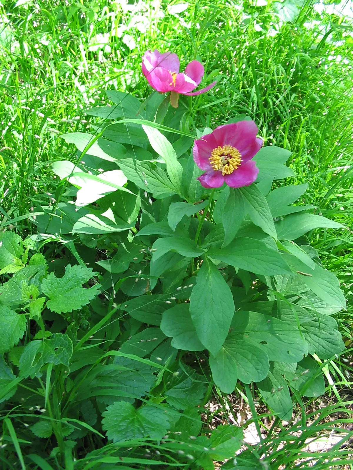 Common Peony (Paeonia Officinalis) — Yearly mulching will help retain soil moisture and keep the roots cool; makes it an exceptional investment for any garden