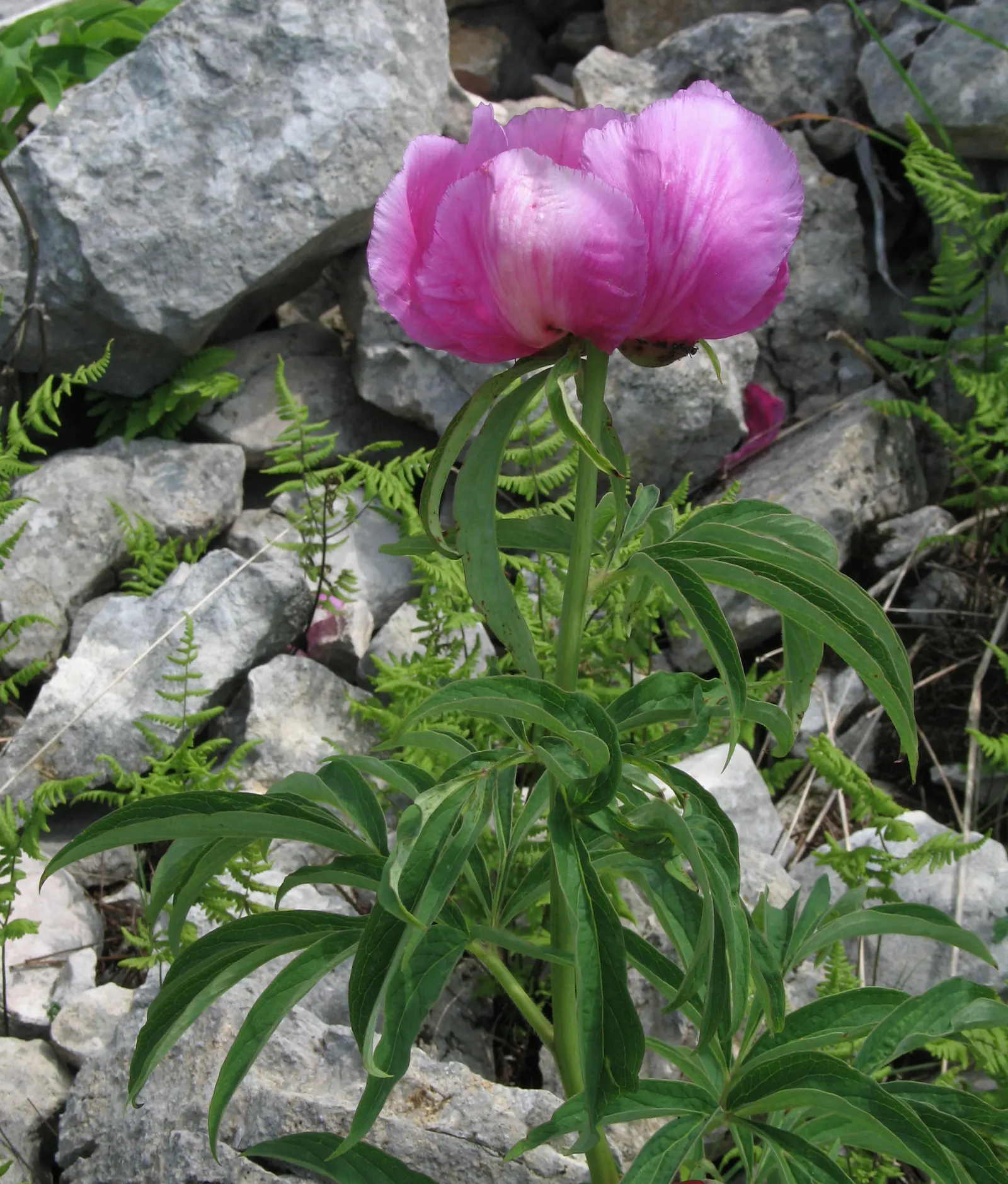 Common Peony (Paeonia Officinalis) — This plant prospers with at least 6 hours of sunlight, promoting healthier blooms; paeonia officinalis is an exquisite