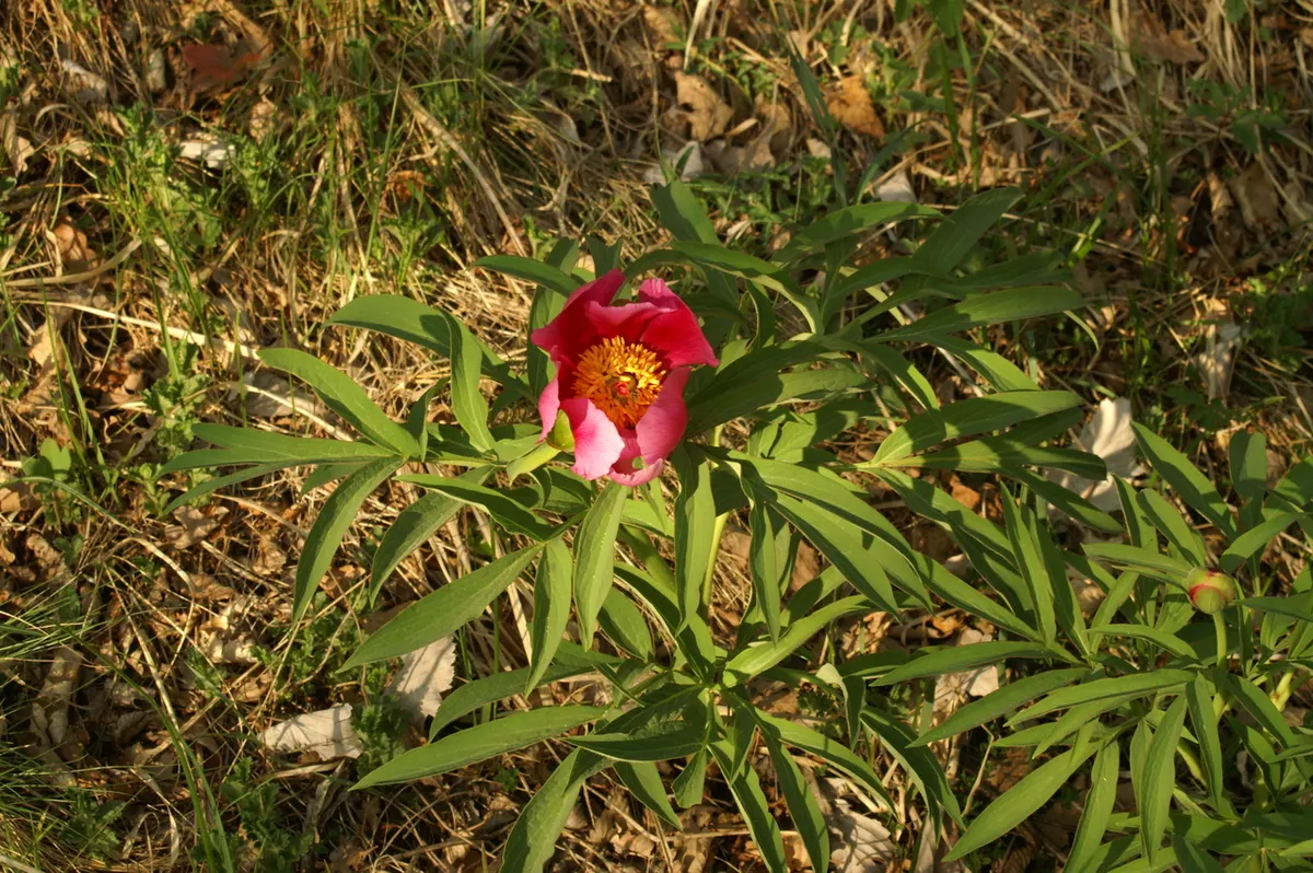 Common Peony (Paeonia Officinalis) — enriched with organic matter to support its luxurious blooms, image 78