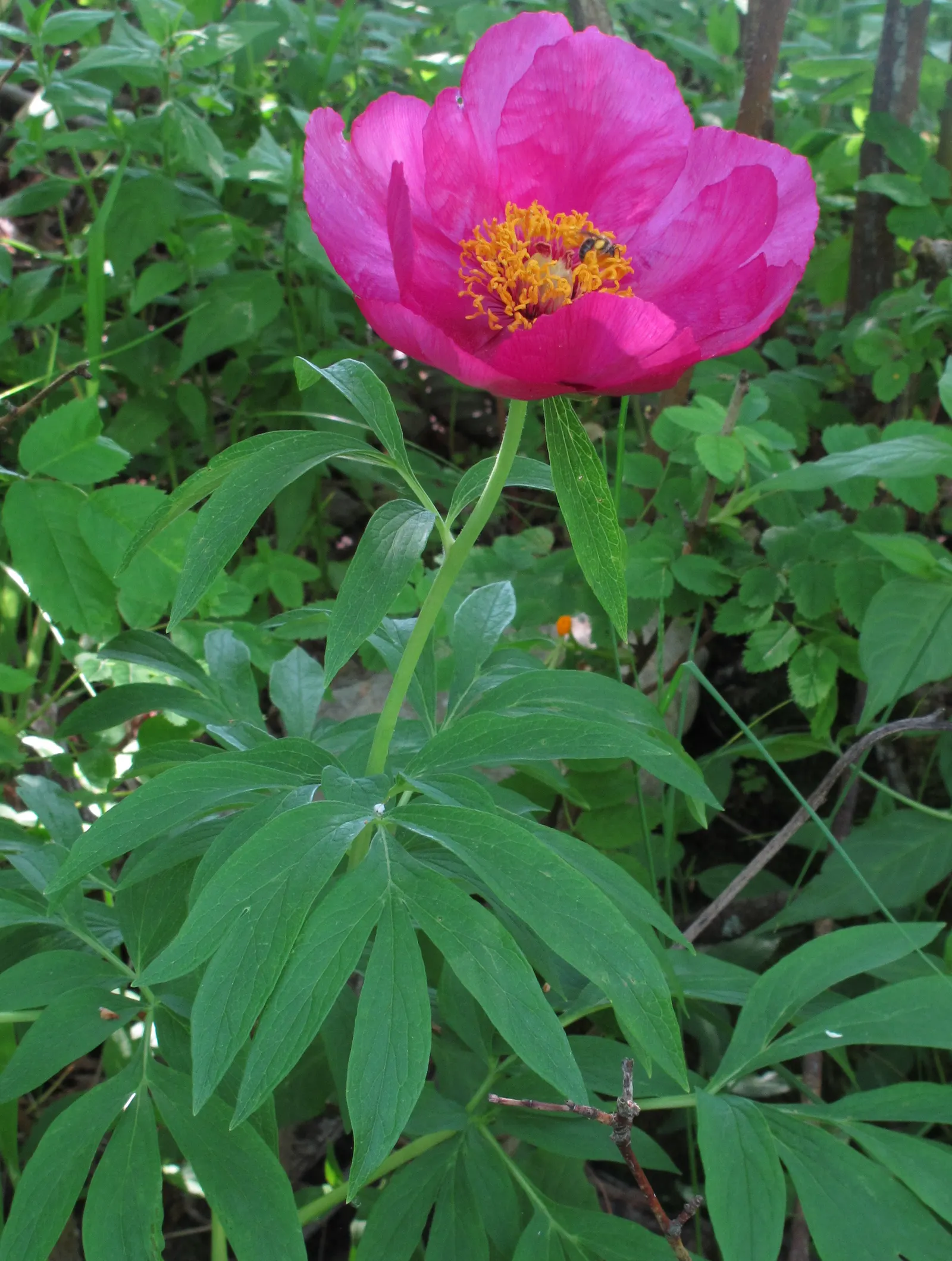 Common Peony (Paeonia Officinalis) — makes it an exceptional investment for any garden design; perennial for full