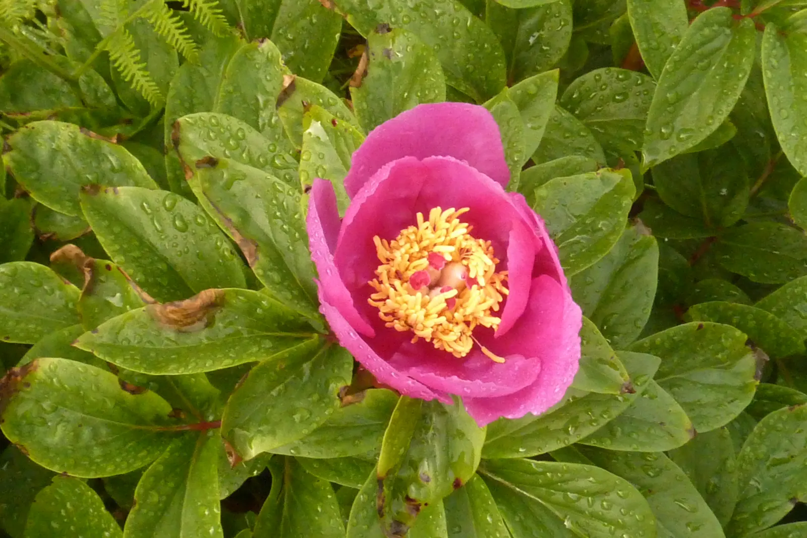 Common Peony (Paeonia Officinalis) — opulent flowers that range in color from deep red to blush pink