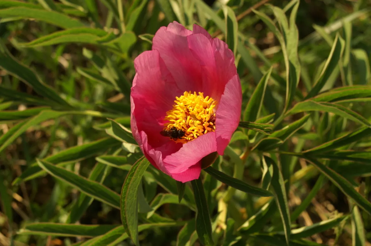 Common Peony (Paeonia Officinalis) — This herbaceous perennial reaches 2-3 feet in height and spread; space your peonies about 3 to 4 feet apart to, image 65