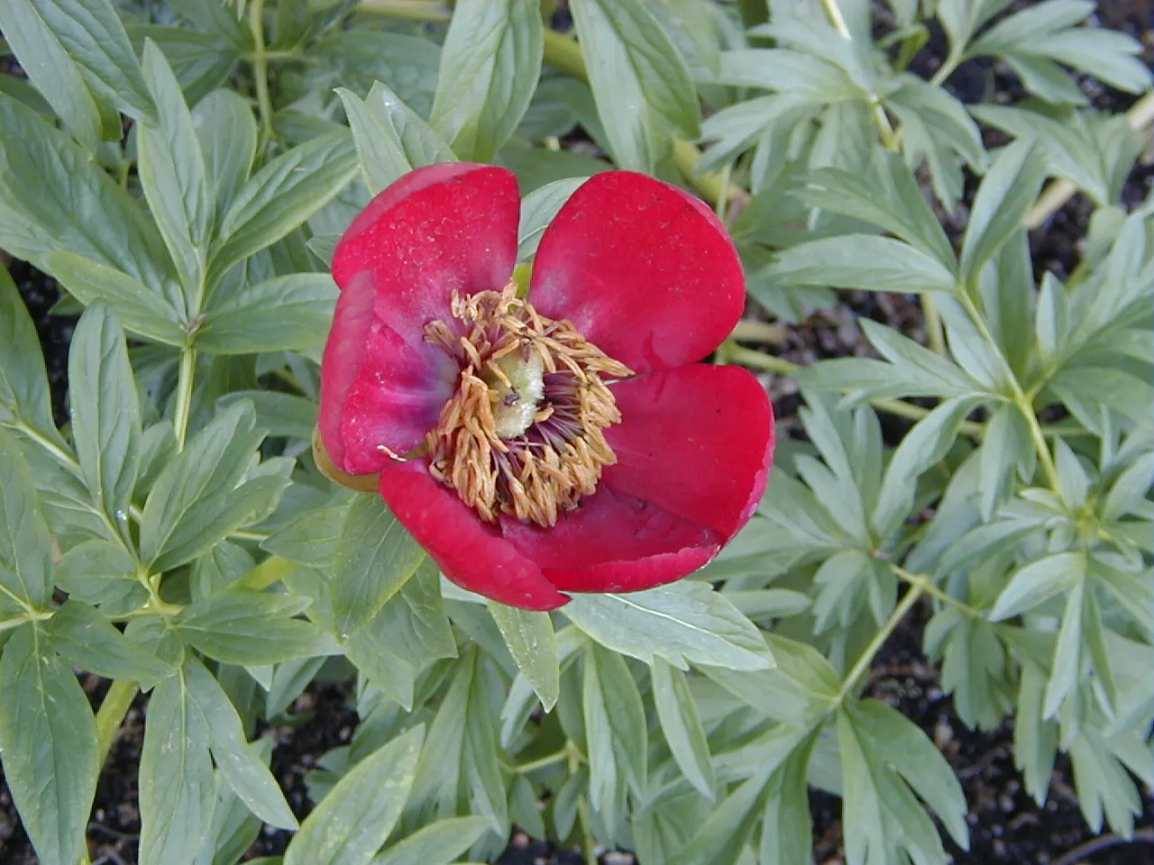 Common Peony (Paeonia Officinalis) — This plant prospers with at least 6 hours of sunlight, promoting healthier blooms