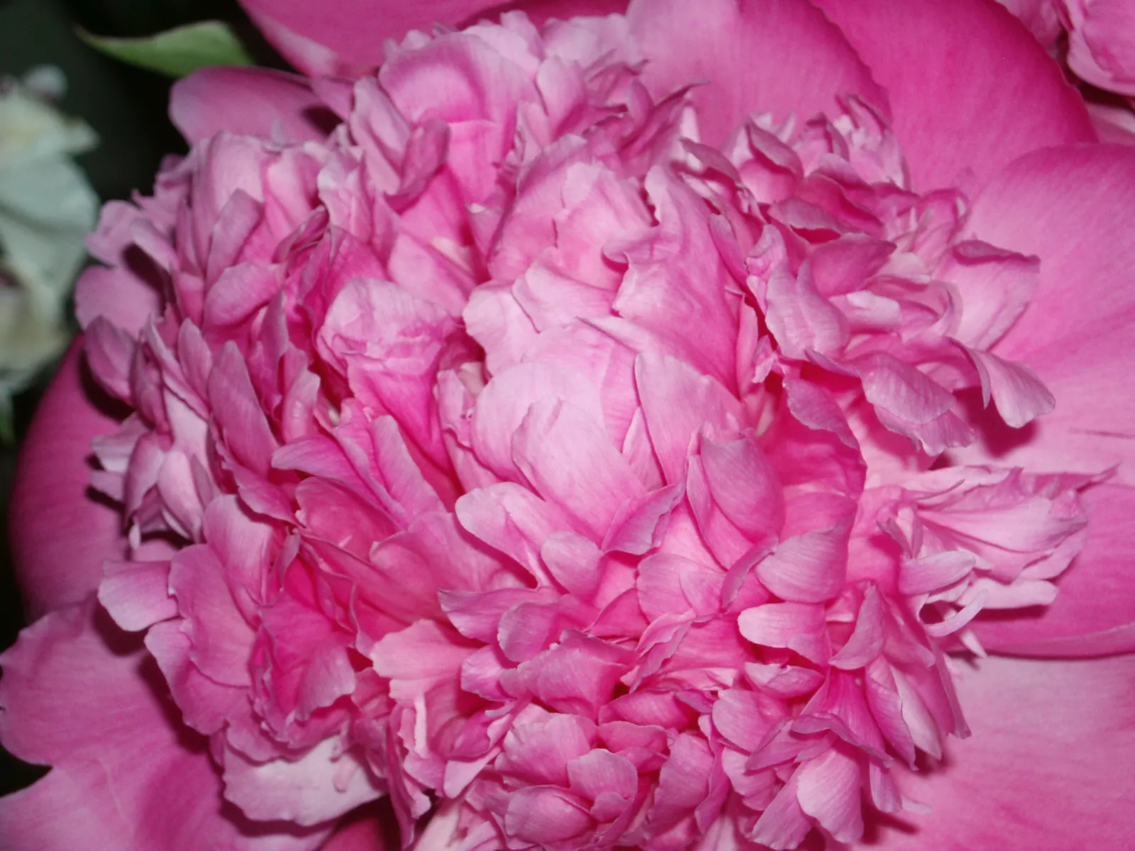 Common Peony (Paeonia Officinalis) — reducing the risk of fungal diseases.<br><br>In terms of maintenance; ideal for borders and as a focal point in