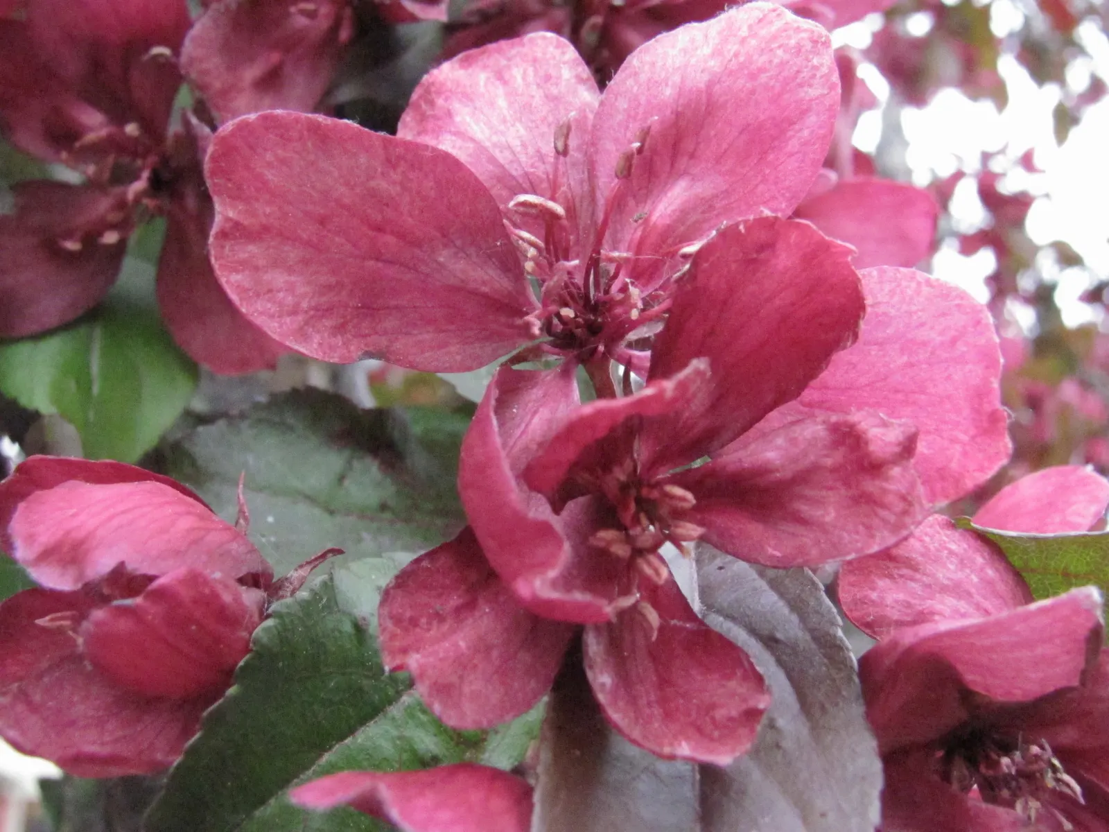 Common Peony (Paeonia Officinalis) — choose a sunny to a partially shaded site with well-draining soil; this herbaceous peony stands about 2 to 3, image 77