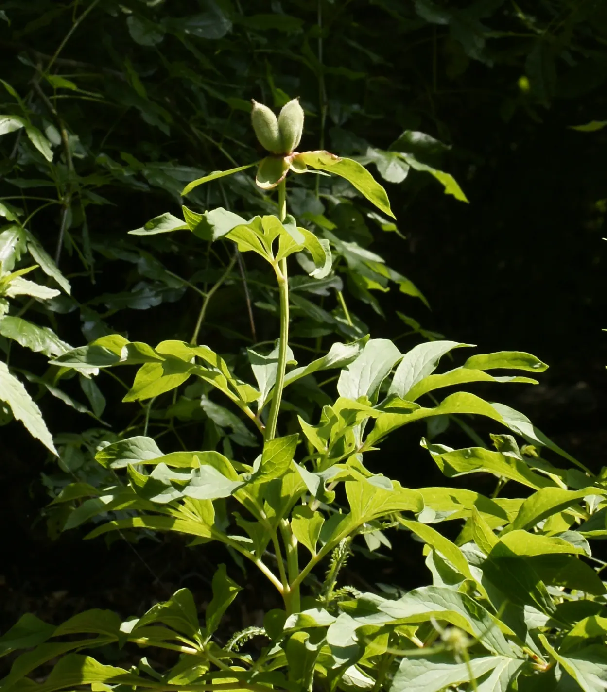 Common Peony (Paeonia Officinalis) — full blossoms and deep green foliage; yearly mulching will help retain soil moisture and keep the roots cool, image 70