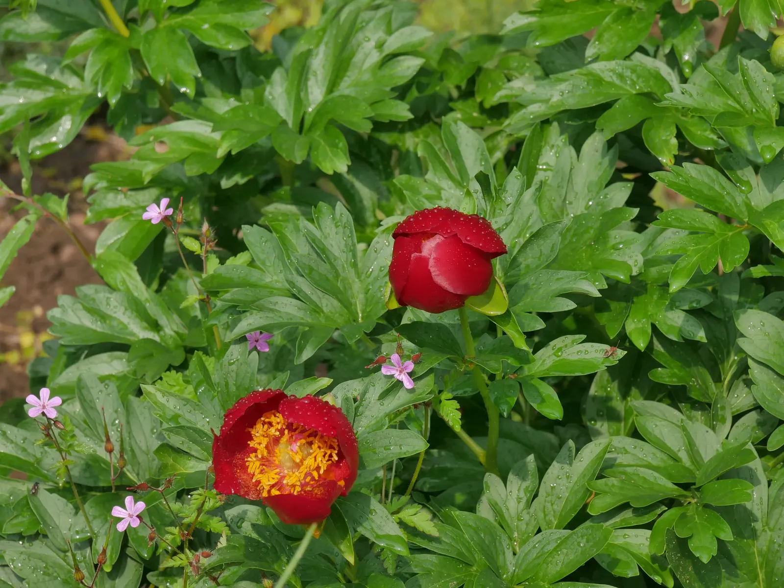 Common Peony (Paeonia Officinalis) — This herbaceous perennial reaches 2-3 feet in height and spread; space your peonies about 3 to 4 feet apart to ensure