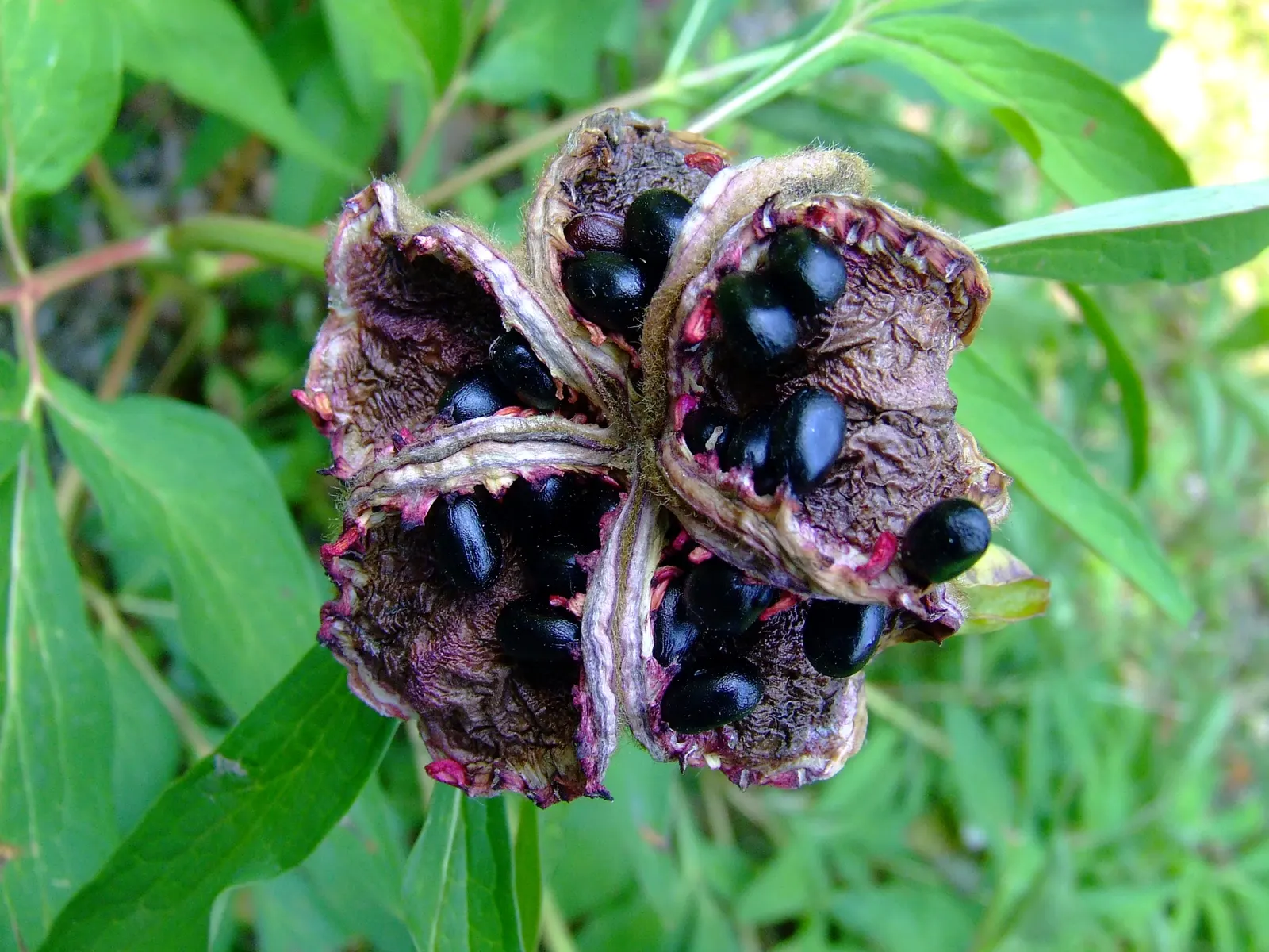 Common Peony (Paeonia Officinalis) — Ideal for borders and as a focal point in traditional garden designs; full blossoms and deep green foliage