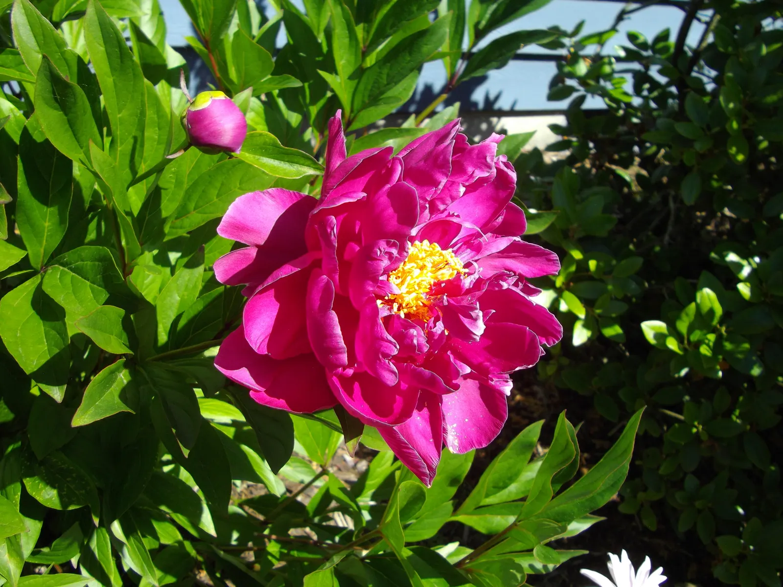 Common Peony (Paeonia Officinalis) — usually pink flowers add classic elegance while its deep green foliage provides season-long interest; the, image 67