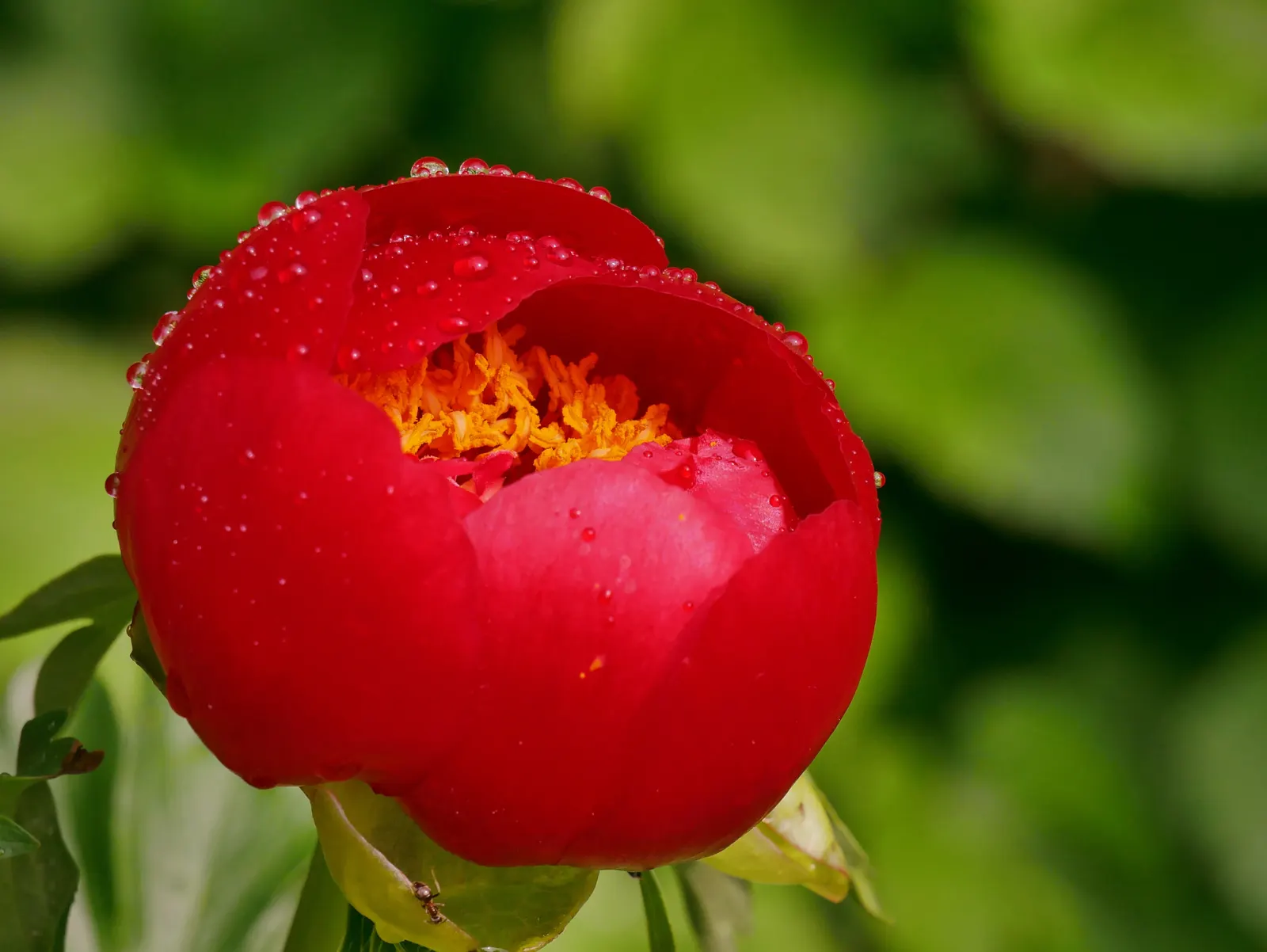 Common Peony (Paeonia Officinalis) — This herbaceous perennial reaches 2-3 feet in height and spread