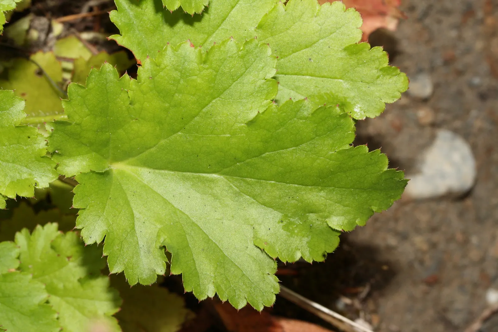 Crevice Alumroot (Heuchera Micrantha) — providing afternoon shade can prevent leaf scorch