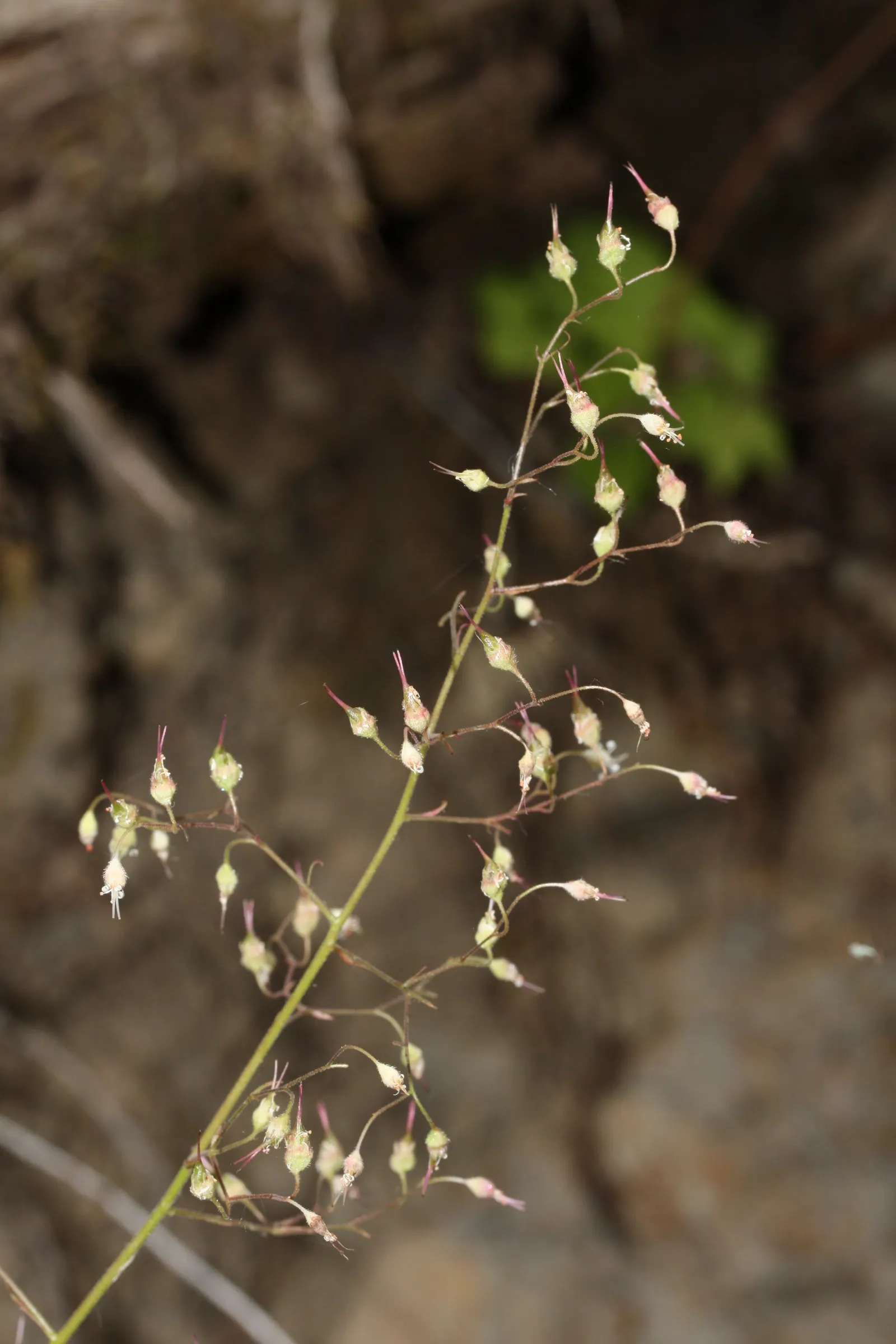 Crevice Alumroot (Heuchera Micrantha) — green leaves and delicate panicles of tiny; its foliage is its crowning glory