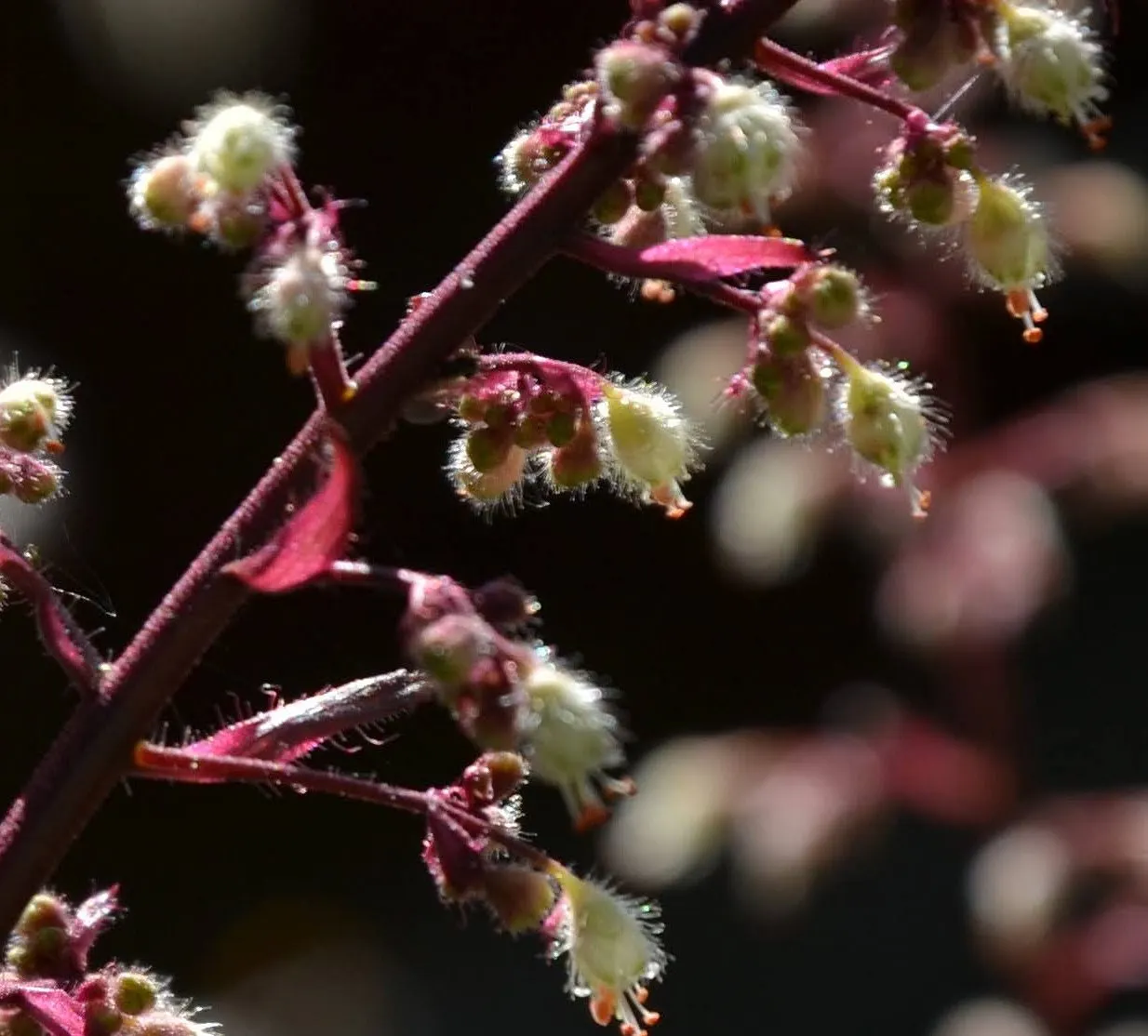 Crevice Alumroot (Heuchera Micrantha) — and can reach up to 6 inches in length.<br><br>In the late spring to early summer