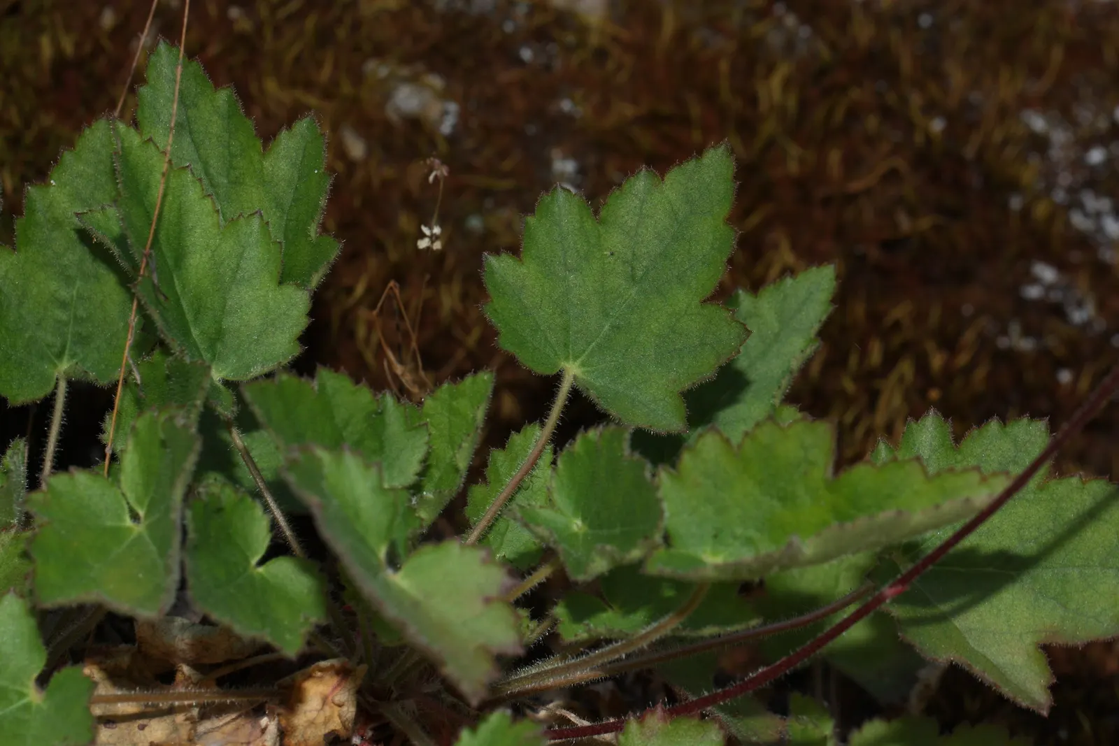 Crevice Alumroot (Heuchera Micrantha) — green leaves and delicate panicles of tiny