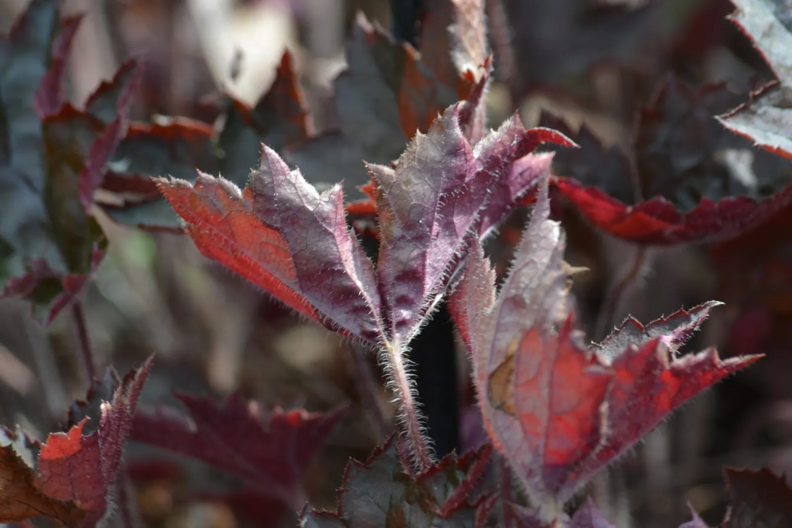 Crevice Alumroot (Heuchera Micrantha) — although it tolerates drought once established