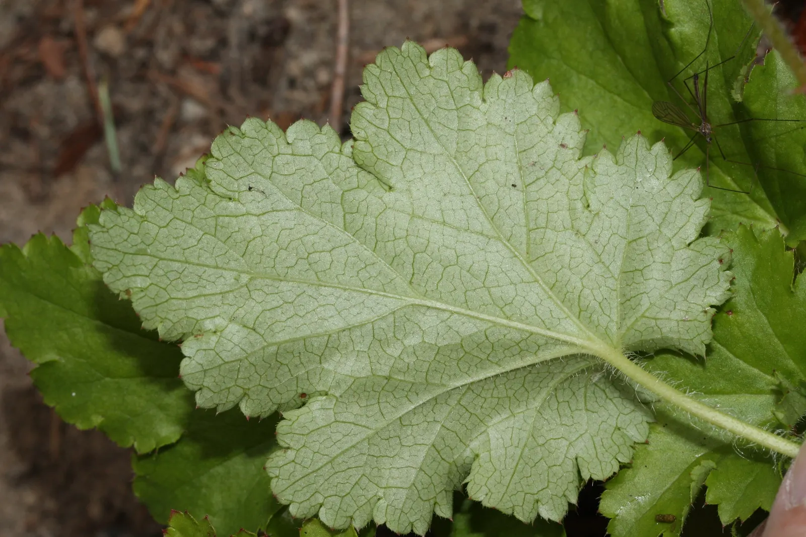 Crevice Alumroot (Heuchera Micrantha) — white flowers in the garden