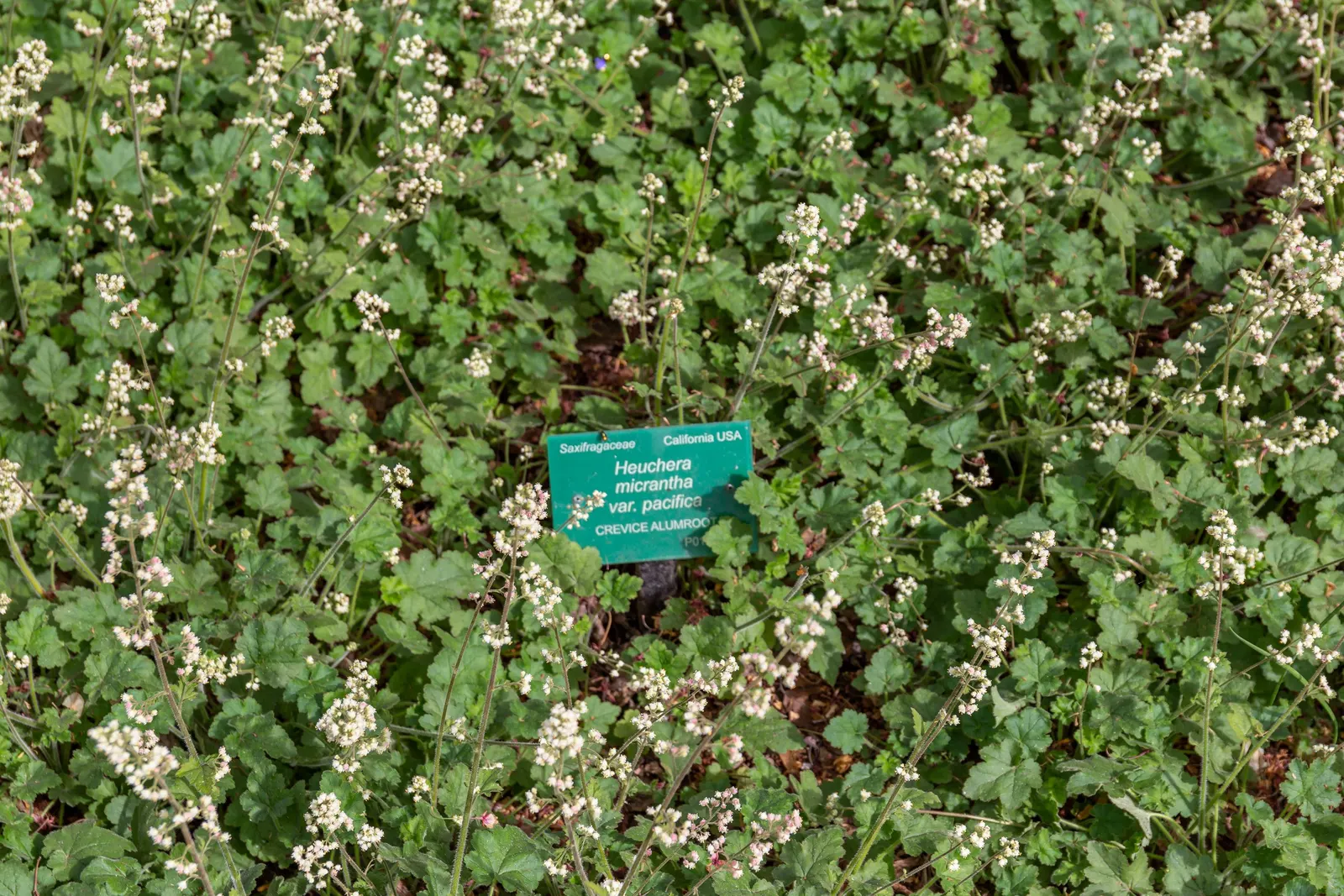 Crevice Alumroot (Heuchera Micrantha) — Its low-maintenance, drought-resistant traits make it ideal for rock gardens and border fronts