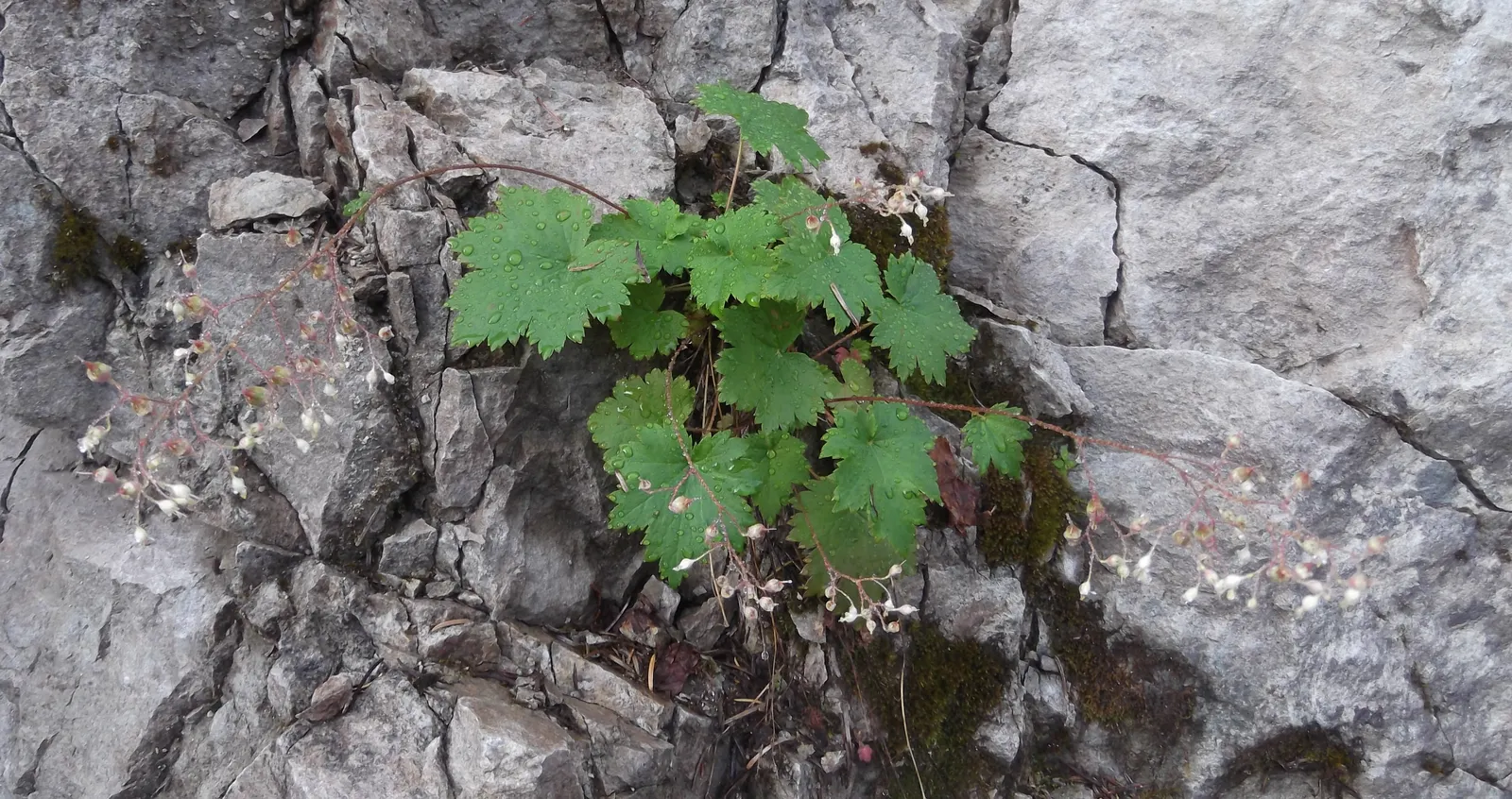 Crevice Alumroot (Heuchera Micrantha) — perennial with white blooms