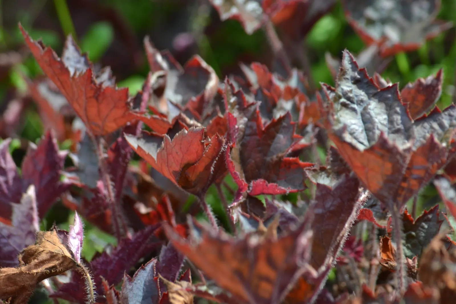 Crevice Alumroot (Heuchera Micrantha) — Heuchera micrantha sends up slender