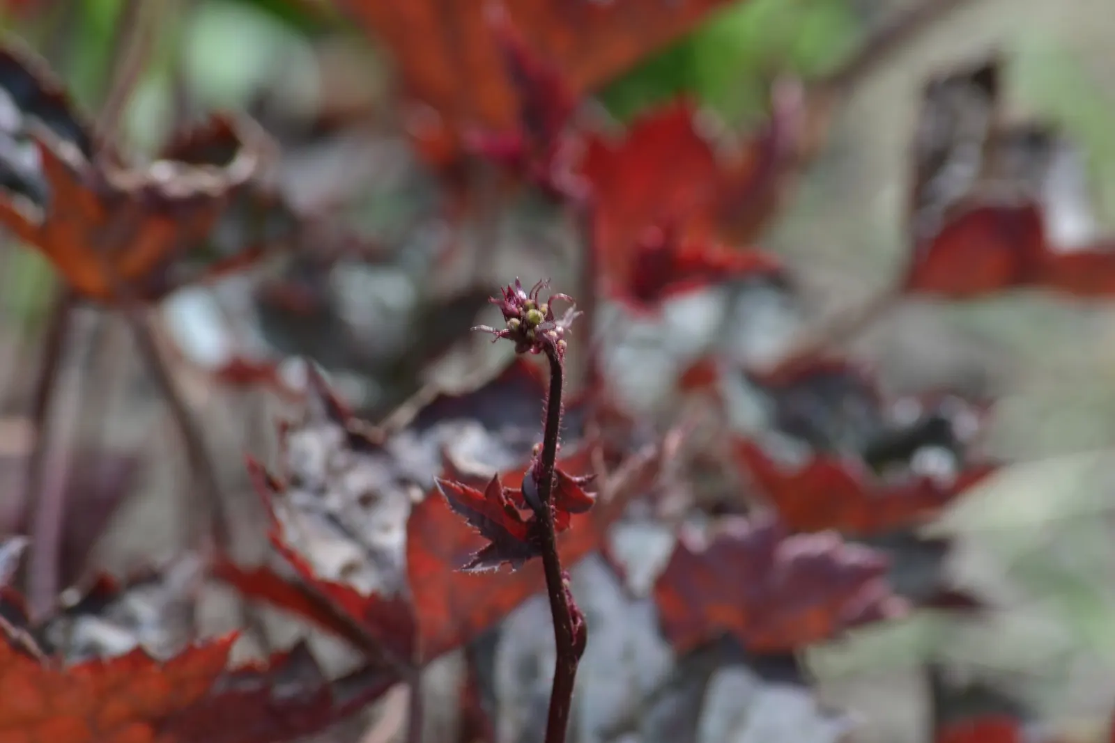 Crevice Alumroot (Heuchera Micrantha) — characterized by lobed leaves that vary in color from deep green to rich purples and bronzes