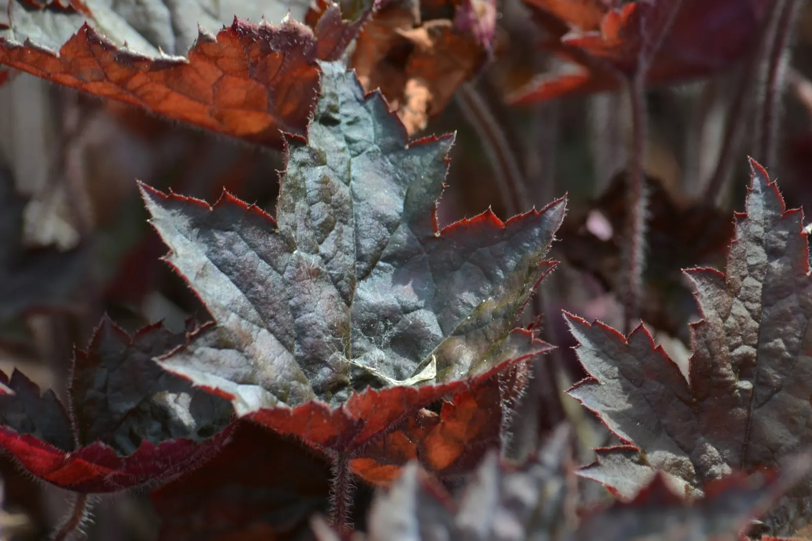 Crevice Alumroot (Heuchera Micrantha) — about 18 to 24 inches tall