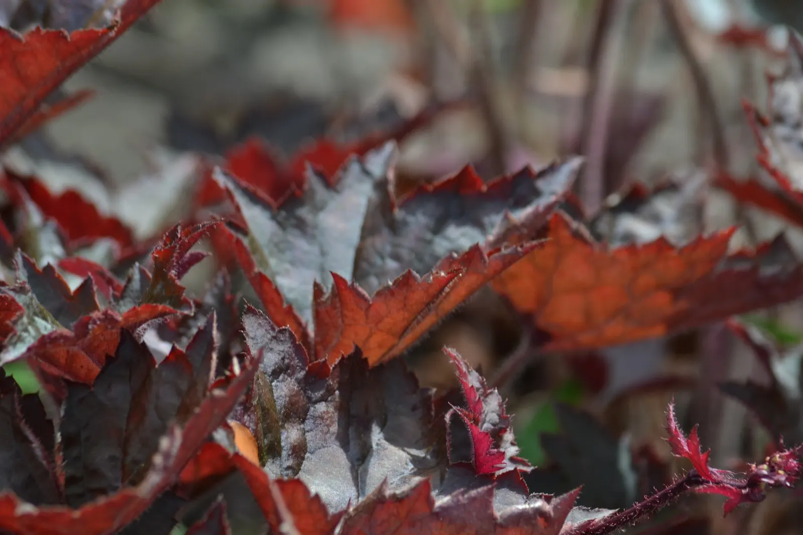 Crevice Alumroot (Heuchera Micrantha) — is a North American native perennial known for its compact mounds of scalloped