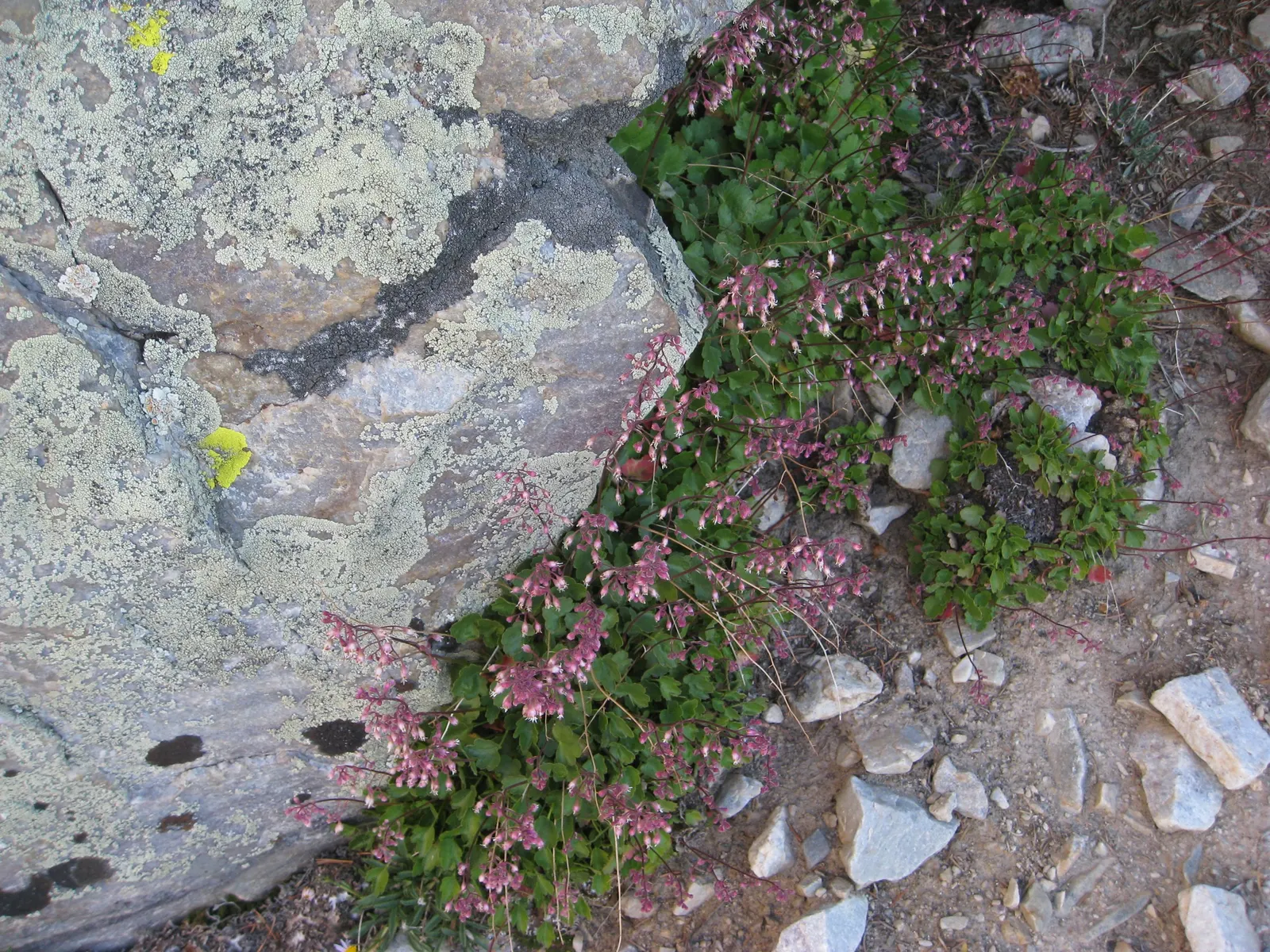 Crevice Alumroot (Heuchera Micrantha) — Its foliage is its crowning glory