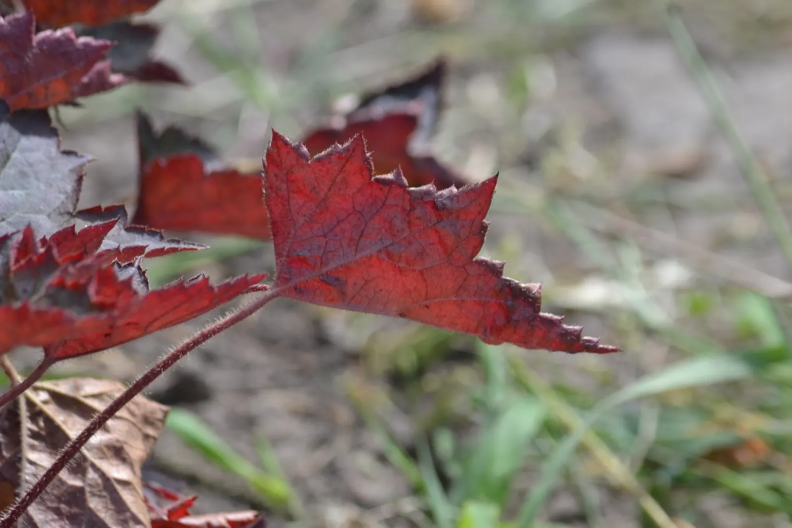 Crevice Alumroot (Heuchera Micrantha) — making it a charming and beneficial addition to any landscape