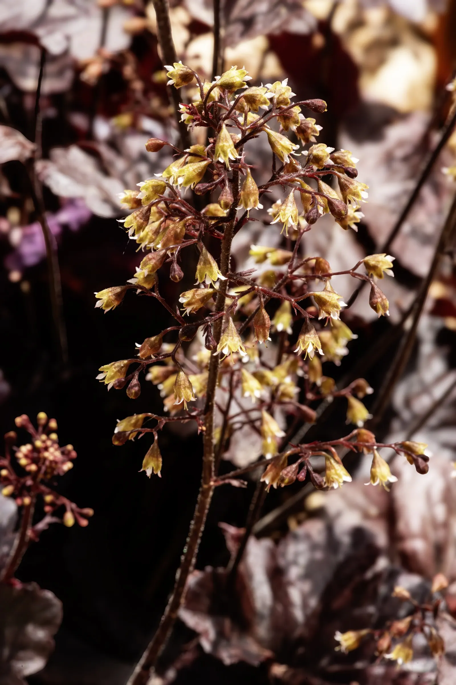 Crevice Alumroot (Heuchera Micrantha) — The blossoms are typically cream to pale pink in color