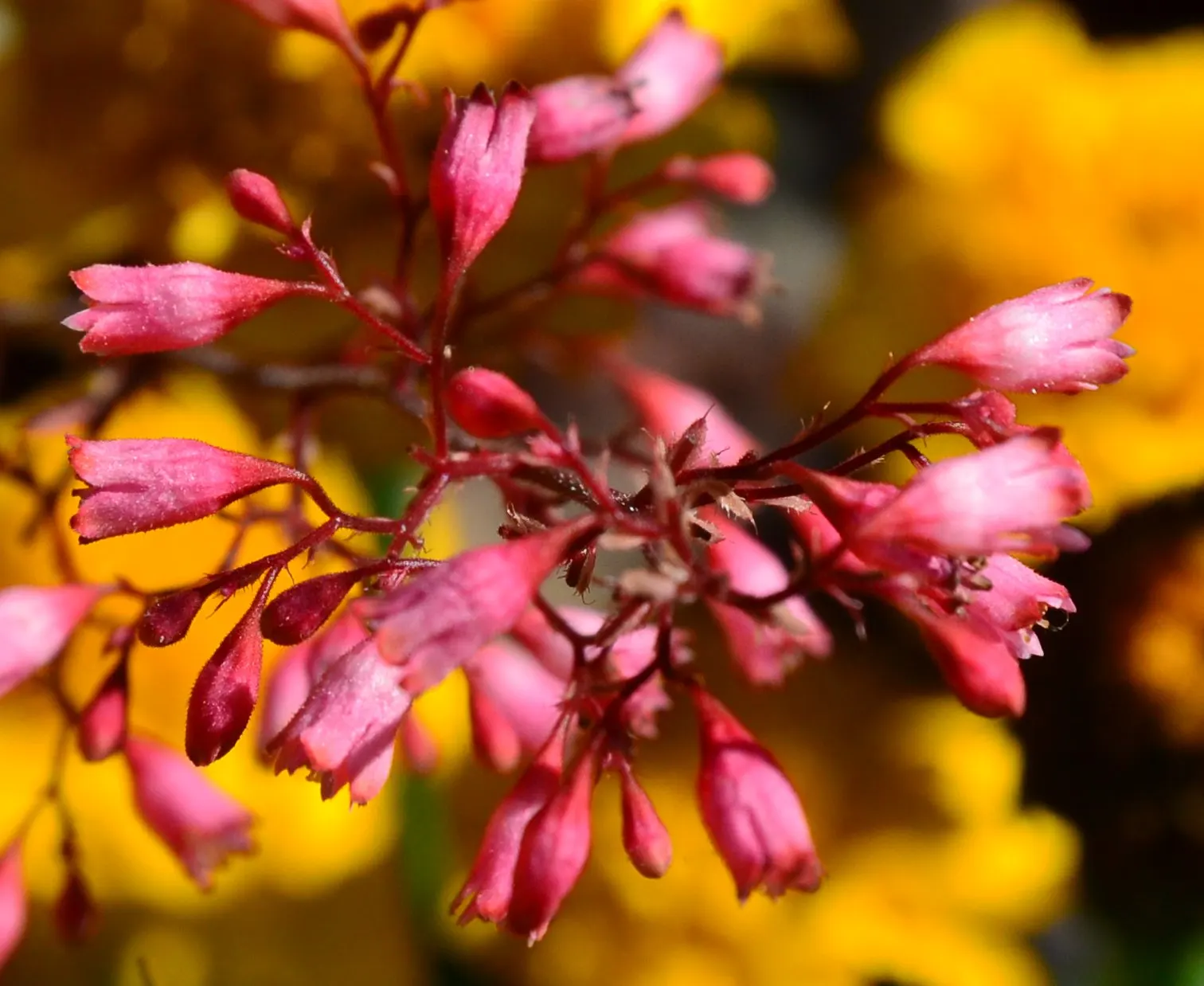 Crevice Alumroot (Heuchera Micrantha) — adding a delicate contrast to the bold foliage.<br><br>For optimum growth