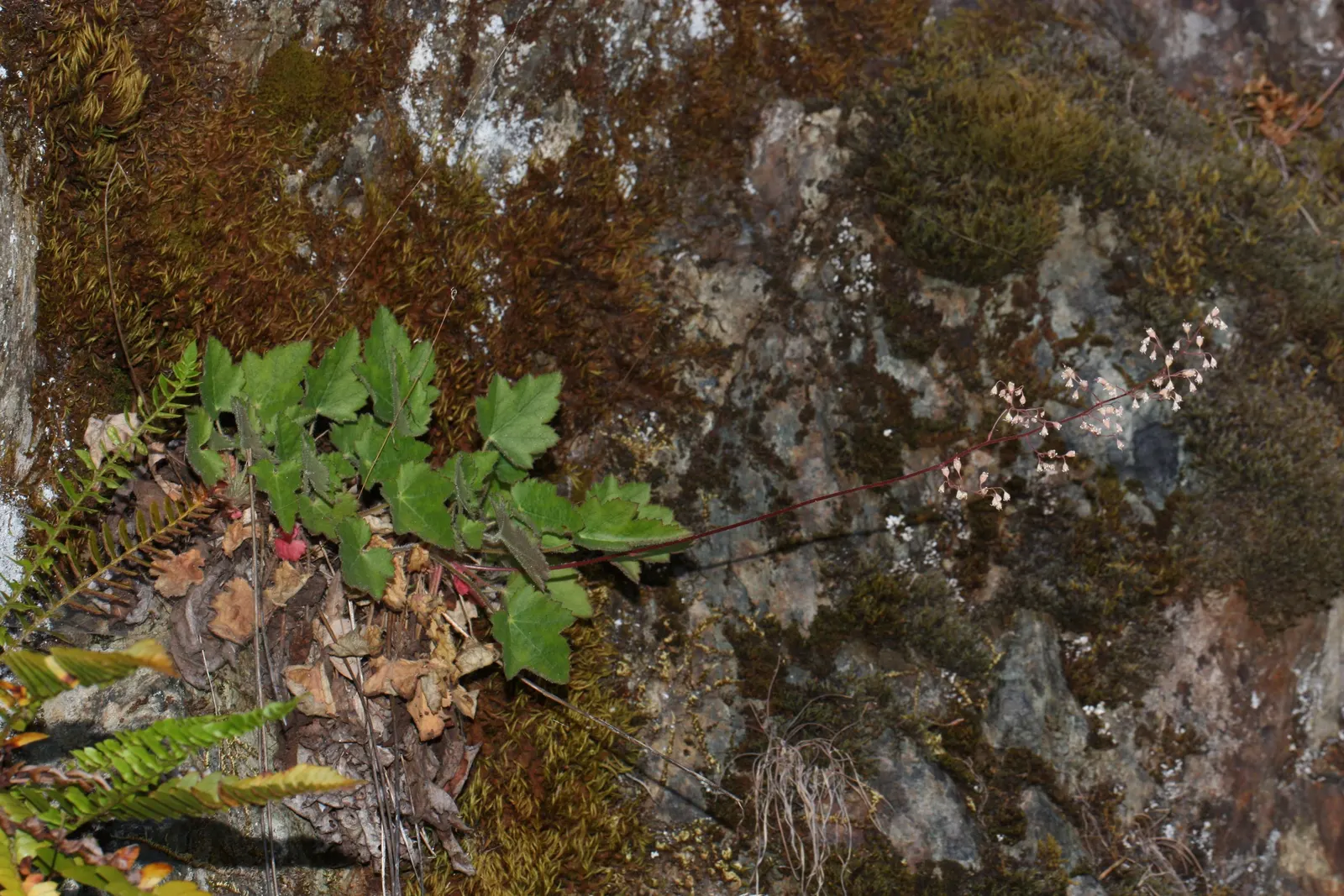 Crevice Alumroot (Heuchera Micrantha) — offering lush texture and year-round interest