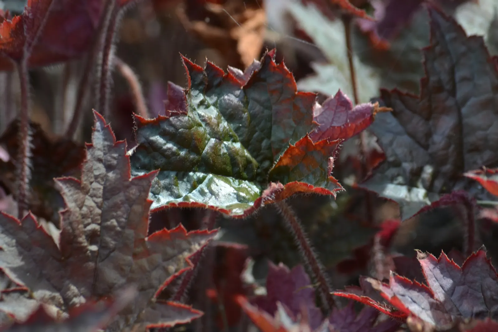 Crevice Alumroot (Heuchera Micrantha) — It's important to note that in areas with intense summer heat