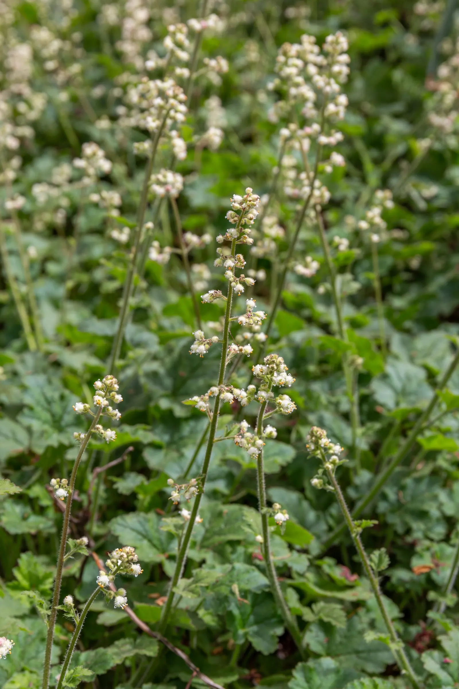 Crevice Alumroot (Heuchera Micrantha) — this alumroot can tolerate a broad spectrum of conditions