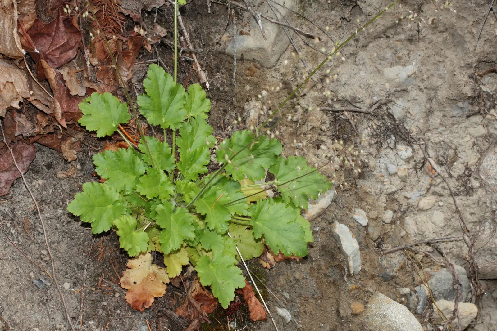 Crevice Alumroot (Heuchera Micrantha) — this Alumroot prefers well-drained soil and consistent moisture