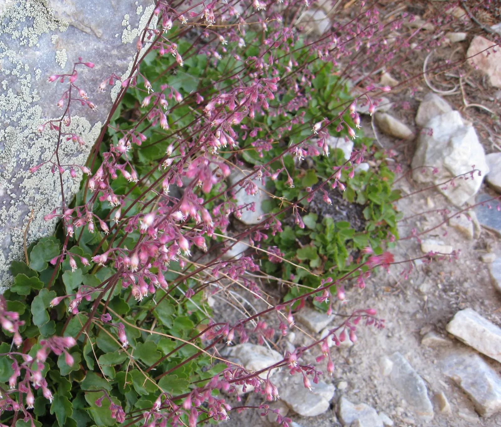 Crevice Alumroot (Heuchera Micrantha) — forming mounding clumps that are both compact and attractive