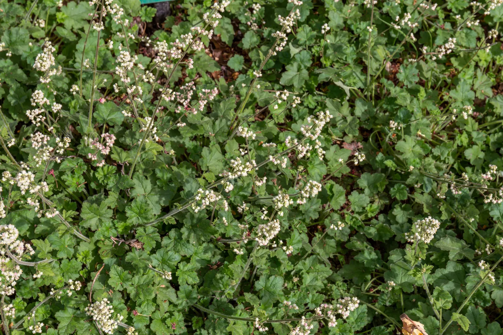 Crevice Alumroot (Heuchera Micrantha) — from partial shade to full sunlight